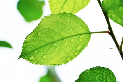 水に濡れた葉っぱ