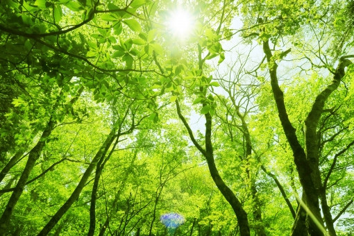 光が差し込む森