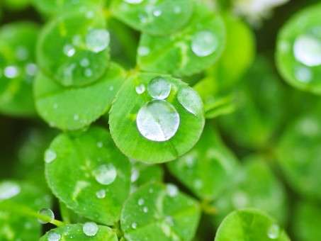 水滴と葉
