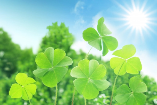 太陽の下のクローバー